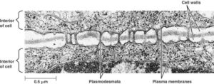 Plasmodesmata