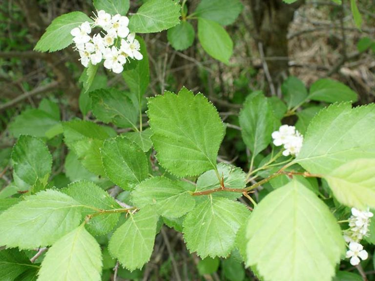 Crataegus douglasii / black hawthorn Fine Flowers in the Valley