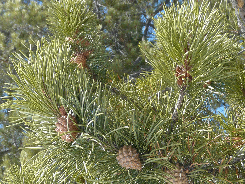 Lodgepole Pine Branches and Cones in Olympic National Fore…