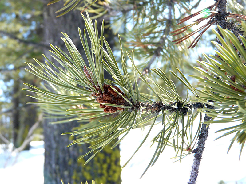 Pinus contorta / lodgepole pine - Fine Flowers in the Valley