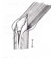 ligule diagram