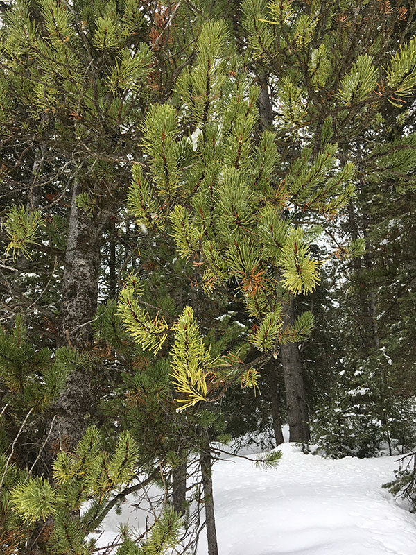 Pinus contorta / lodgepole pine Fine Flowers in the Valley