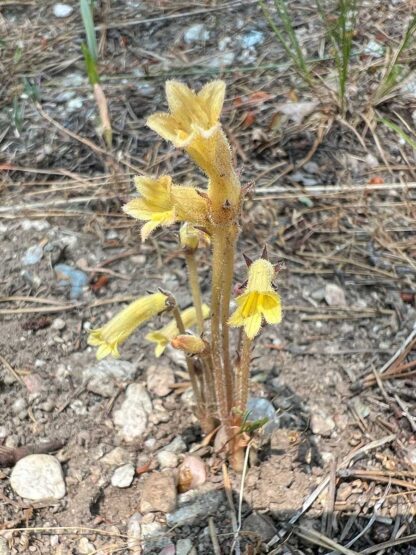 Aphyllon franciscanum / yellow-clustered broomrape