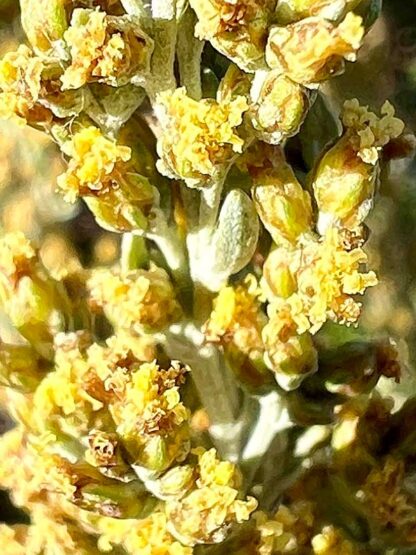 Artemisia tridentata  / mountain big sagebrush - Image 8