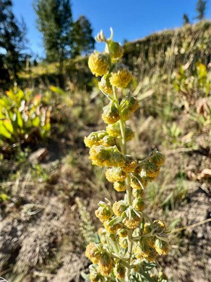 Artemisia tridentata  / mountain big sagebrush - Image 7