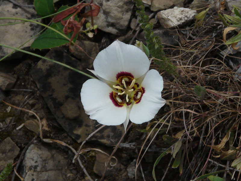 Cup-shaped flower - photos of Calochortus Nuttallii, Liliaceae