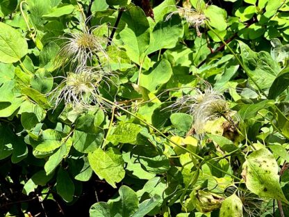 Clematis occidentalis / purple clematis - Image 6