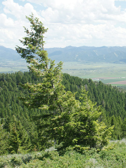 Picea engelmannii / Engelmann spruce