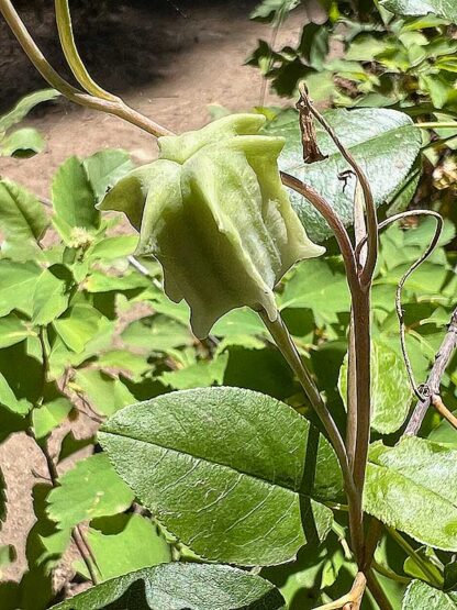 Fritillaria atropurpurea / spotted fritillary - Image 6