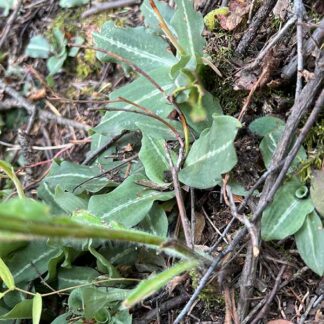 Goodyera oblongifolia / western rattlesnake plantain