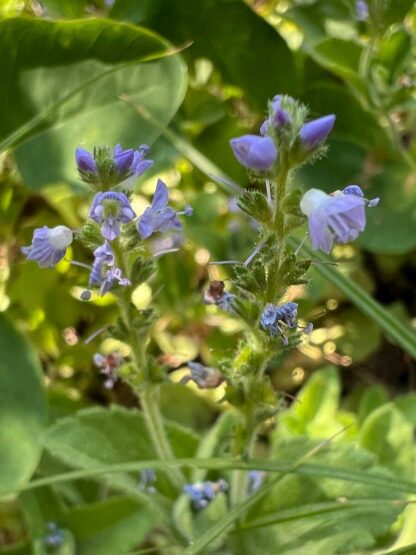 Veronica officinalis / heath speedwell