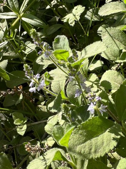 Veronica officinalis / heath speedwell - Image 3