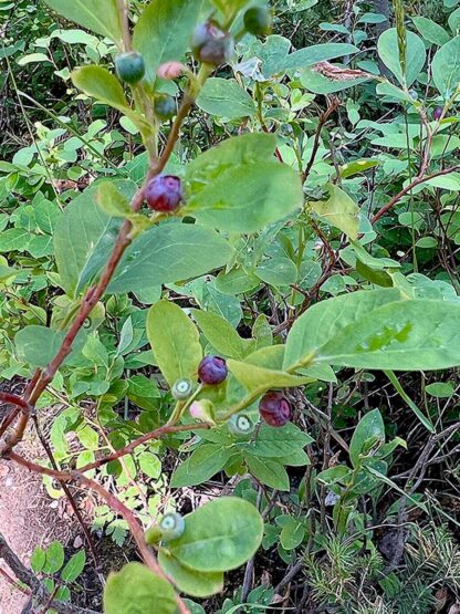 Vaccinium membranaceum / thinleaf huckleberry - Image 2