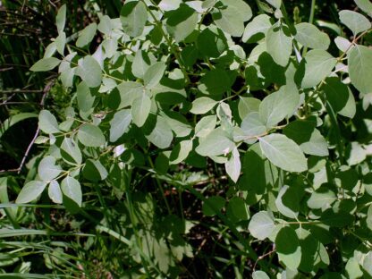 Vaccinium membranaceum / thinleaf huckleberry