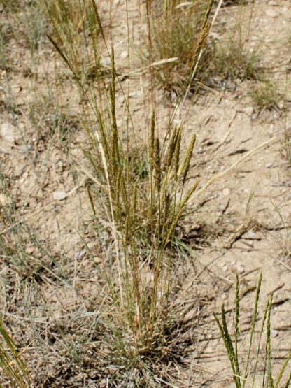 Koeleria macrantha / Prairie Junegrass