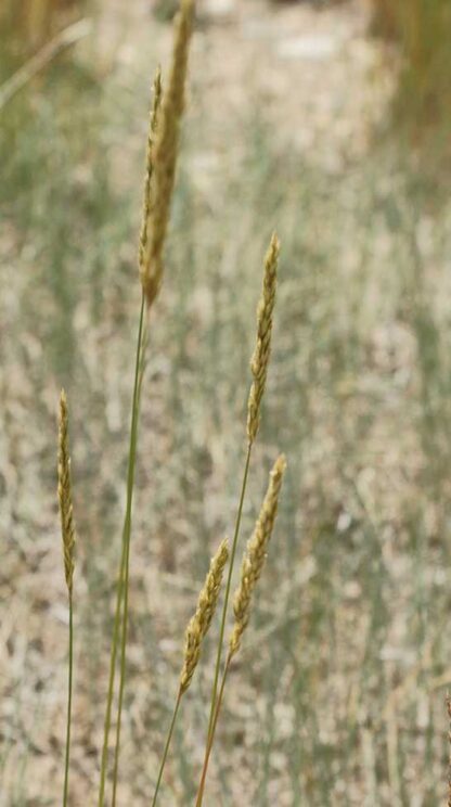 Koeleria macrantha / Prairie Junegrass - Image 3