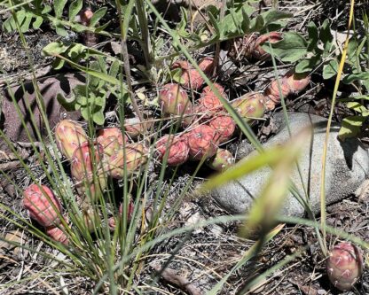 Opuntia fragilis / brittle pricklypear