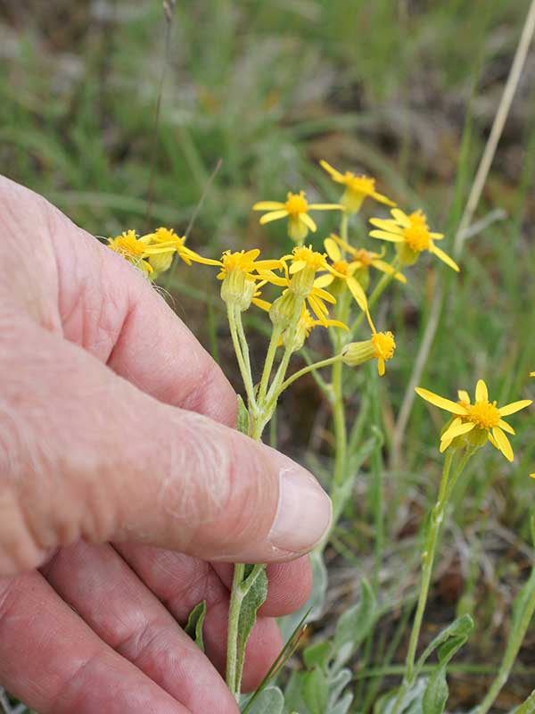 Packer cana / woolly groundsel – Fine Flowers in the Valley