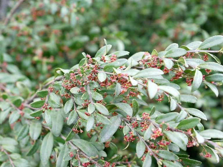 Paxistima myrsinites / Oregon boxwood – Fine Flowers in the Valley