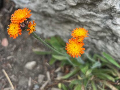 Hieracium aurantiaca / orange hawkweed