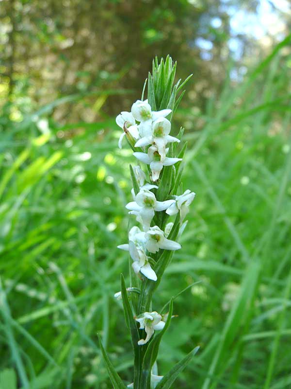 Platanthera dilatata / white bog orchid – Fine Flowers in the Valley