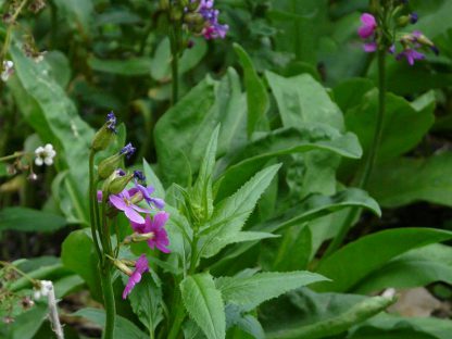 Primula parryi / Parry's primrose - Image 4