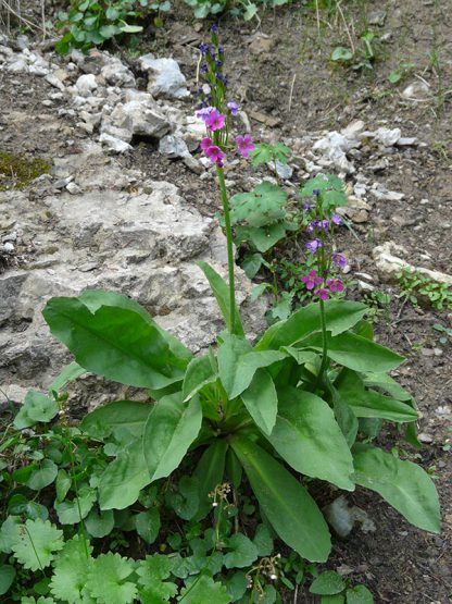 Primula parryi / Parry's primrose - Image 2