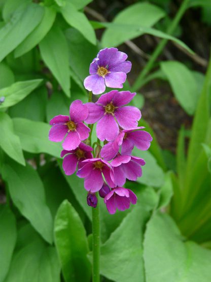 Primula parryi / Parry's primrose