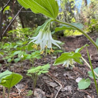 Prosartes trachycarpa / rough-fruited fairybells