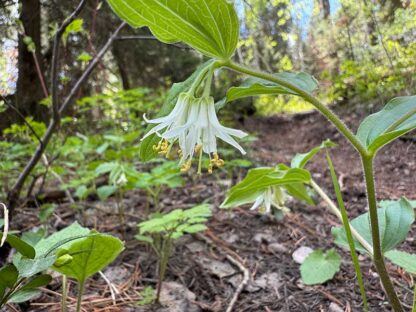 Prosartes trachycarpa / rough-fruited fairybells