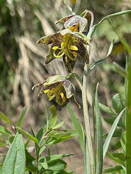 Fritillaria atropurpurea / spotted fritillary