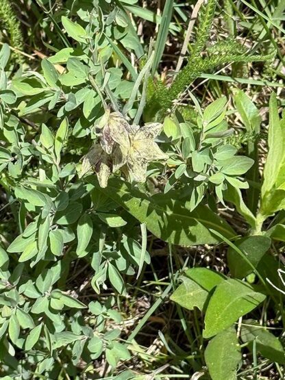 Fritillaria atropurpurea / spotted fritillary - Image 3