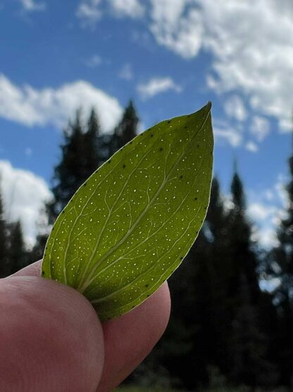 Hypericum perforatum / St. John's wort - Image 5