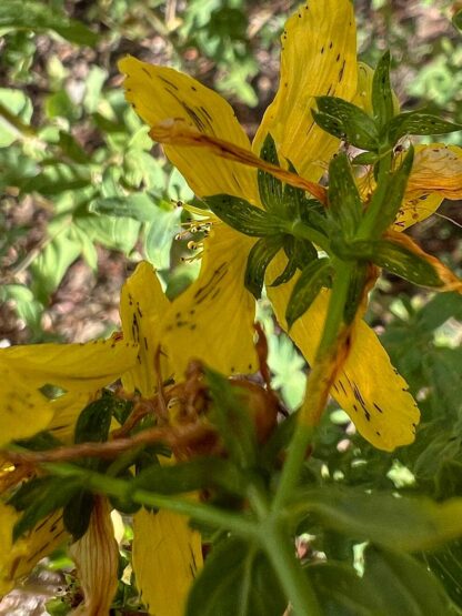 Hypericum perforatum / St. John's wort - Image 4