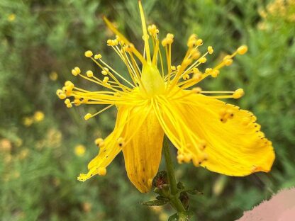 Hypericum perforatum / St. John's wort