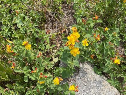 Hypericum perforatum / St. John's wort - Image 3