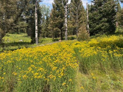 Hypericum perforatum / St. John's wort - Image 2