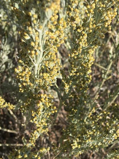 Artemisia tridentata  / mountain big sagebrush - Image 5