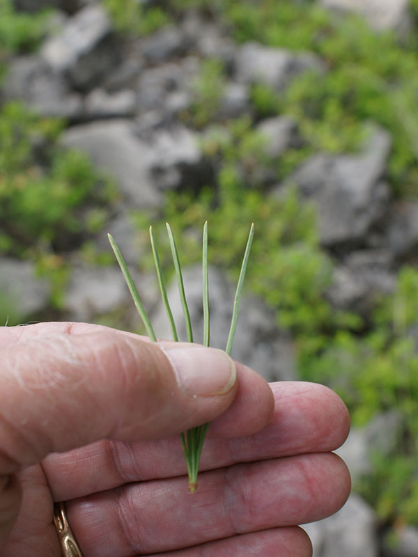 Limber Pine—Branches Flexible Enough You can Tie them in Knots – What Tree  Where