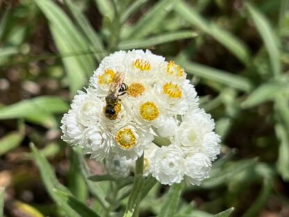 pearly everlasting