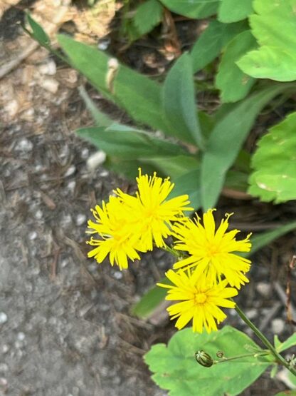 Hieracium scouleri / western hawkweed