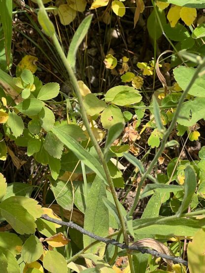 Hieracium scouleri / western hawkweed - Image 2